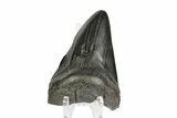 Bargain, Fossil Megalodon Tooth #168940-1